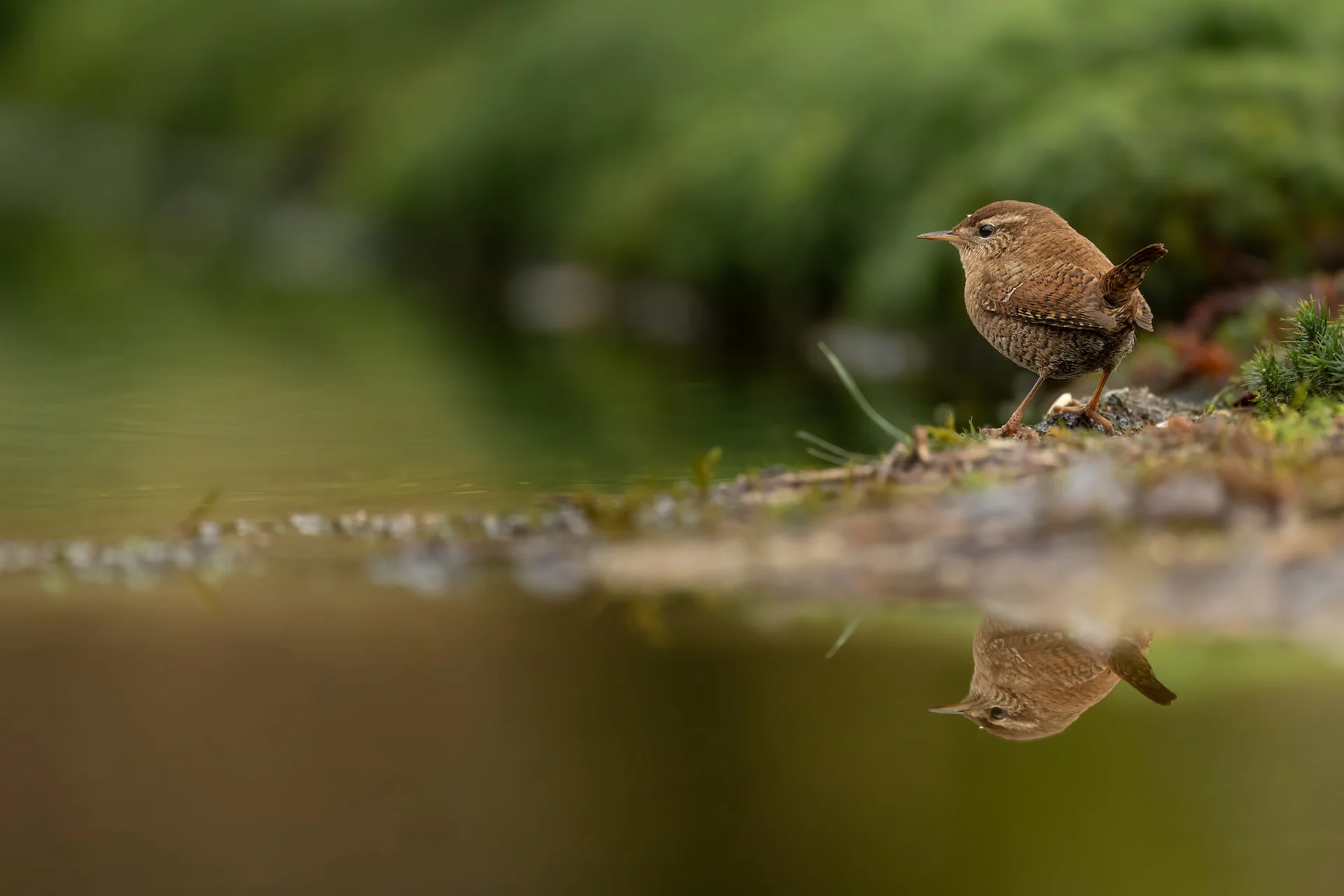 A small bird standing on the ground next to a body of water