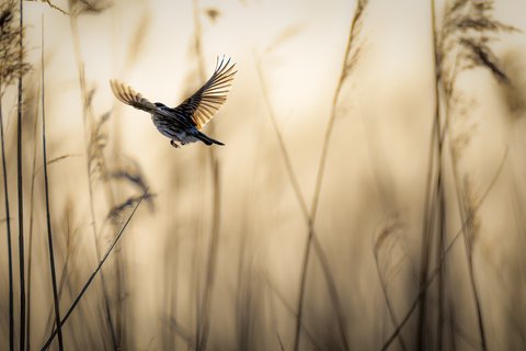 A bird flying through a field of tall grass
